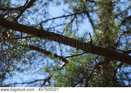 Part Of A Thick Growing Pine Branch. A Pine Branch With Bark Of Different Shades Of Brown, Against A