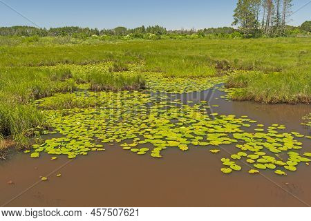 Brown Waters And Green Lily Pads In The Seney Wildlife Refuge In Michigan