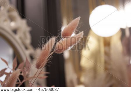 Dry Seds Of Reed - Cane, Dry Reed, Dry Cane In Meadow - Beautiful Nature In Autumn Boho Style Bouque
