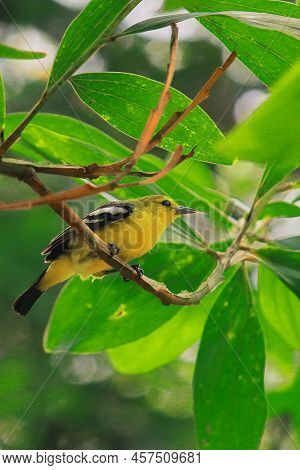 A Beautiful Male Common Iora (aegithina Tiphia) Is Perching On A Tree Branch, Summertime In Indian R