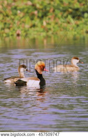 A Flock Of Red Crested Pochard (netta Rufina) Swimming In The Chupi Lake Or Chupir Char, Purbasthali