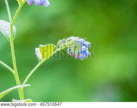 Beautiful Blue Flowers Of Symphytum Caucasicum, Also Known As The Beinwell, Blue Comfrey, Or Caucasi