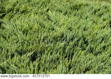 Pfitzer Juniper Green Branches In The Spring
