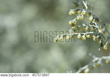 Common Wormwood Small Yellow Flowers In The Garden