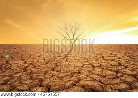 Drought Land And Hot Weather And Dry Tree