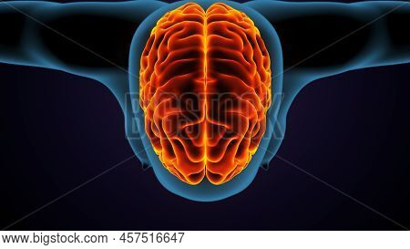 3d Illustration Of  Human Body Brain Anatomy