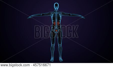 3d Illustration Human Urinary System Kidneys With Bladder Anatomy