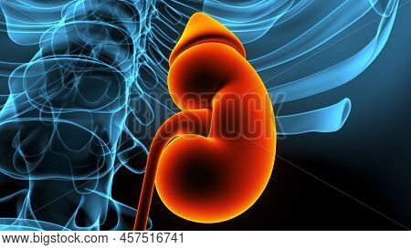 3d Illustration Human Urinary System Kidneys With Bladder Anatomy