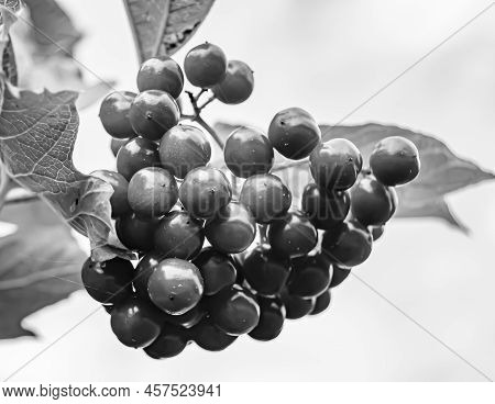Photography On Theme Beautiful Sour Berry Viburnum