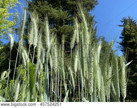 Durum Wheat (triticum Durum), Hard Wheat, Der Hartweizen, Durumweizen, Glasweizen Oder Hart-weizen (