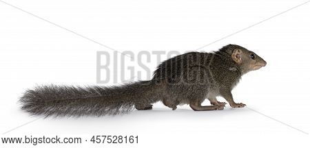 Northern Treeshrew Aka Tapaia Belangeri, Standing Side Ways Showing Tail. Looking Away From Camera. 