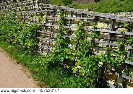 Wooden Wine Trellises. Brick Red Wall With Recessed Lights And Drainage Pipes For Draining Drainage 