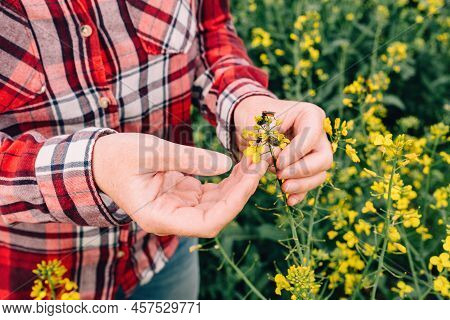 Female Farmer Examining Rapeseed Crops For Tropinota Hirta Beetle Pests, Close Up With Selective Foc