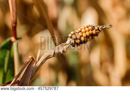 Undeveloped Damaged Ear Of Corn On The Cob In Field, Selective Focus
