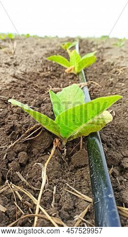 Drip Irrigation Of Tobacco On The Field