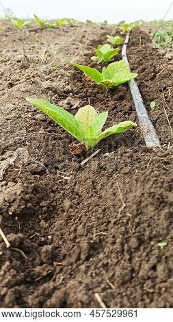 Drip Irrigation Of Tobacco On The Field