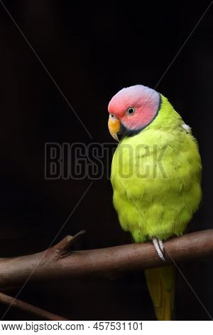The Blossom-headed Parakeet (psittacula Roseata), A Parrot Sitting On A Branch With A Dark Backgroun