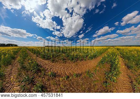 Blooming Canola Field With Tractor Gauge And Blue Sky With White Clouds - Ultrawide Panorama In Rect