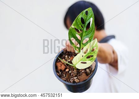 Monstera Adansonii Albo  Variegated Giant In The Pot