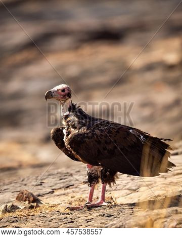 Red Headed Vulture Or Sarcogyps Calvus Or Asian King Or Indian Black Vulture Closeup Or Portrait At 