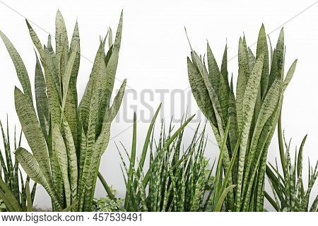 Striped Mother-in-laws Tongues Green Leaf With Golden Edge