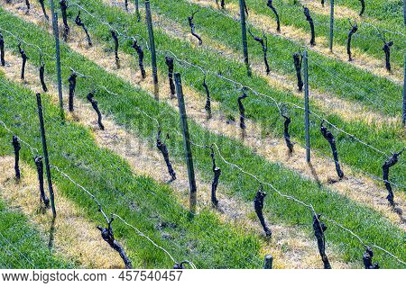 Detail Of Vineyard In Spring With Green Grass