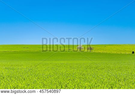 Corn Field With Blooming Apple Trees In The Rheingau, In The Rheingau, Germany
