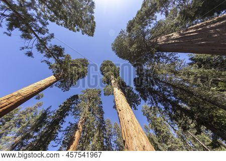 Huge Sequoia Trees At The Place Called Meadow In Sequoia Tree National Park, Usa