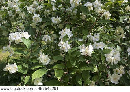 Blooming Japanese Mock-orange. White Beautiful Flowwers In Sunny Day Outdoors. Blooming Bush Of Phil