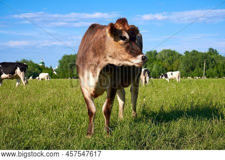 Cow Close-up In The Summer On A Green Field. Brown Cow Free-range On The Field