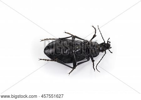 The Carabus Coriaceus On A White Background