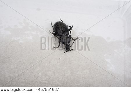 The Carabus Coriaceus On A White Background