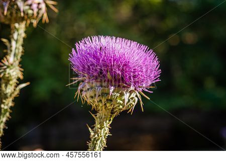 Cotton Thistle (onopordum Acanthium) View. Green Background.