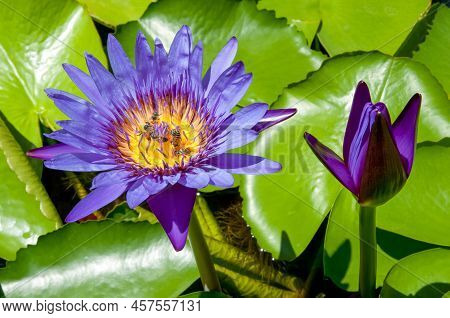 Bee And Purple Lotus. Close Up, Background Is A Green Lotus Leaf.