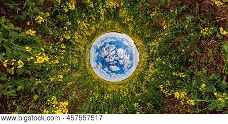 Blue Sphere Reversed Little Planet View Of Yellow Blossoming Rapeseed Field, Round Tunnel View.