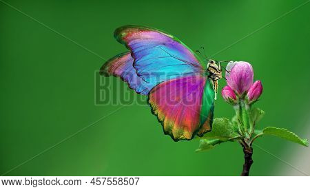 Bright Colorful Morpho Butterfly On Pink Apple Tree Flower. Blooming Apple Tree And Butterfly. Copy 