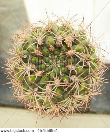 A Close-up Photo Of A Large Green Gymnocalycium Multiflorum Cactus With Long Pointed Needles And Flo