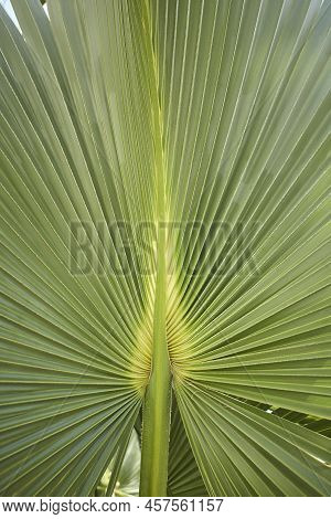 Green Palm Leaf Of Talipot Palm (corypha Umbraculifera L.)