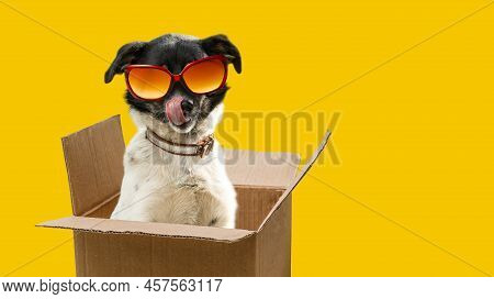 A Funny Dog Dressed Sunglasses On The Yellow Or Illuminating Background. Summer Holidays Concept. A 