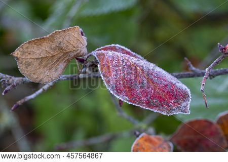 Autumn Yellow Leaf On A Branch In The Needles Of Frost. Morning Frost. Rime. Late Autumn.