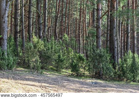 Glade For Camping In A Coniferous Forest In Belarus.