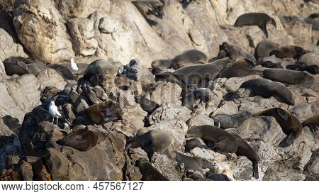Seals And Birds On Geyser Island In Gansbaai In South Africa Near The Coastline Of The Fynbos Coast