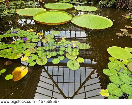 Pond With Beautiful Waterlily Plants In Greenhouse