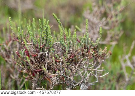 Branches Of An Arthrocnemum Macrostachyum Bush