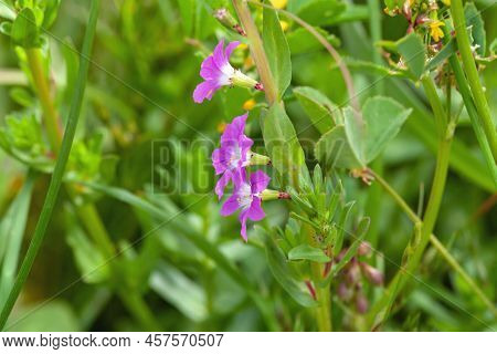 Flower Of The Plant Species Lythrum Junceum