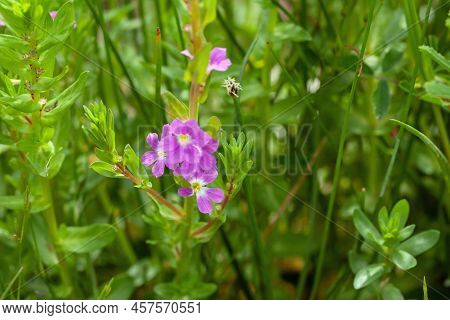 Flower Of The Plant Species Lythrum Junceum