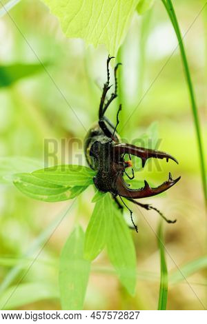 Close-up Of Rare Largest Species Of European Stag Beetle Lying On Green Leaf Of Plant In Summer Gard