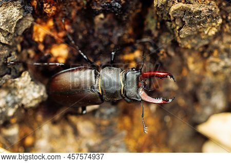 Close-up Of Rare Largest Species Of European Stag Beetle Standing On Ground In Summer Garden Forest 