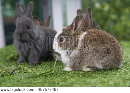 Adorable Baby Rabbit Bunny Brown Eating Fresh Timothy Grass While Sitting On Green Grass Over Bokeh 
