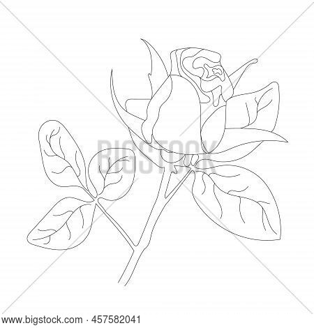 Rose Flower On White Background. One Line Drawing Style. Rose Flower Black Color Line Art.